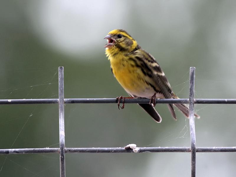 Europeesche kanarie